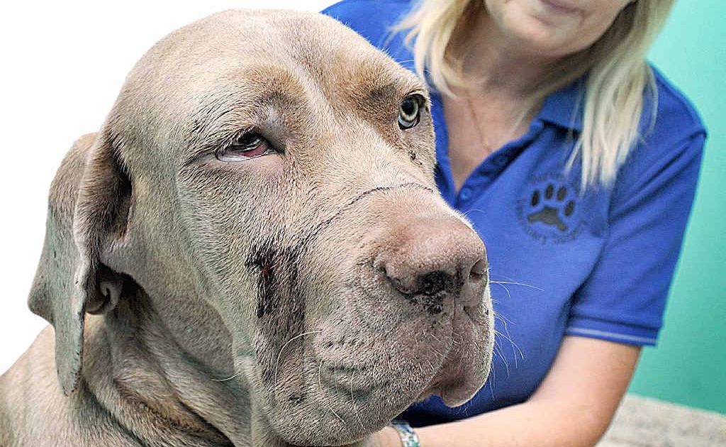 Lisa Little from Hervey Bay Veterinary Surgery with Bridget who was shot in the head over the weekend by someone at Booral. Lisa Little from Hervey Bay Veterinary Surgery with Bridget who was shot in the head over the weekend by someone at Booral.